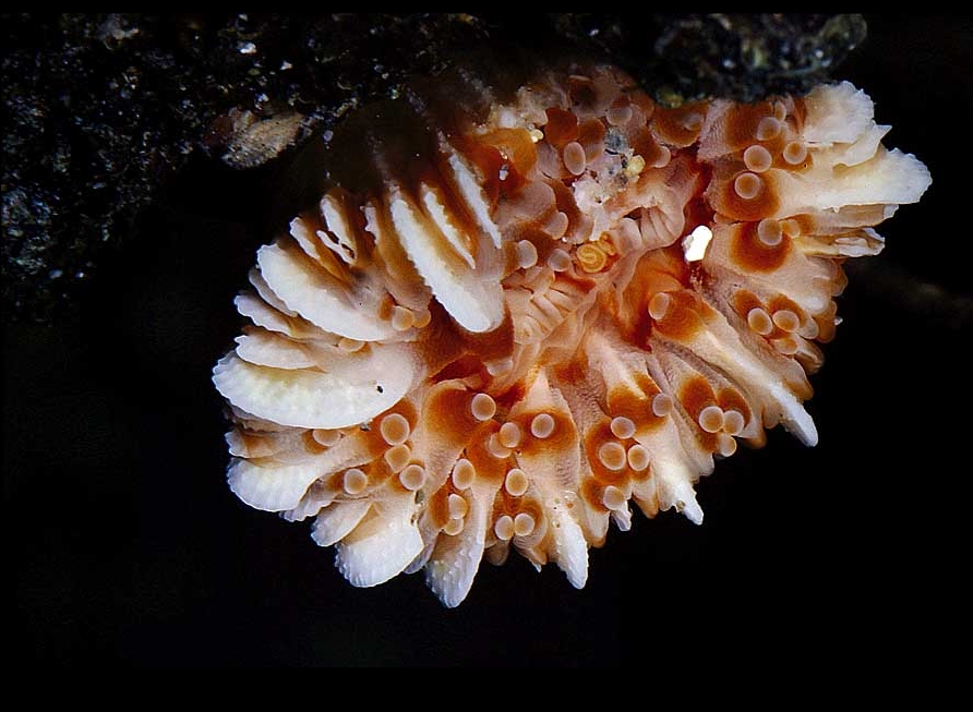 Caryophyllia smithii